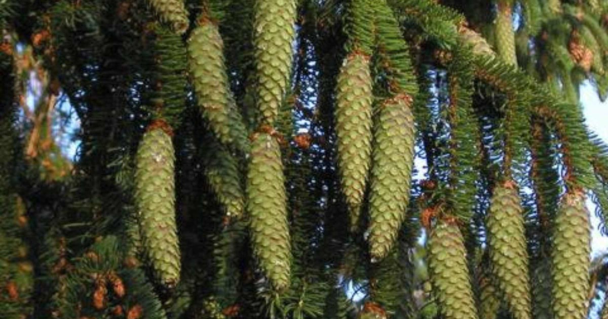 Zapfen - Silja Parke